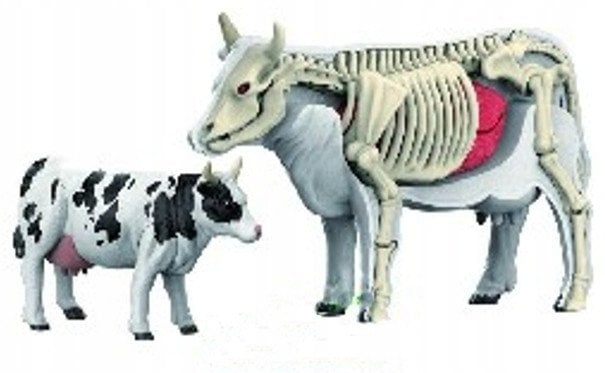 *****Model anatomiczny zwierzęta 2002266 22664