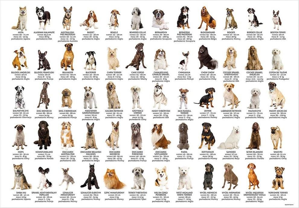 Derform Podkład oklejany edukacyjny psy DERFORM