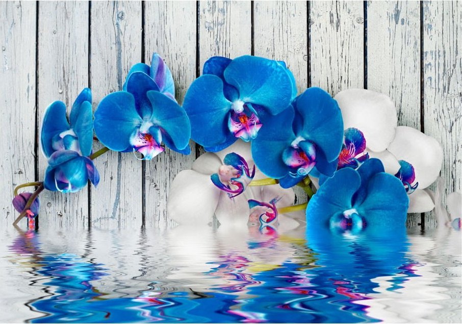 DecoNest Fototapeta - Kobaltowa orchidea - 300X210