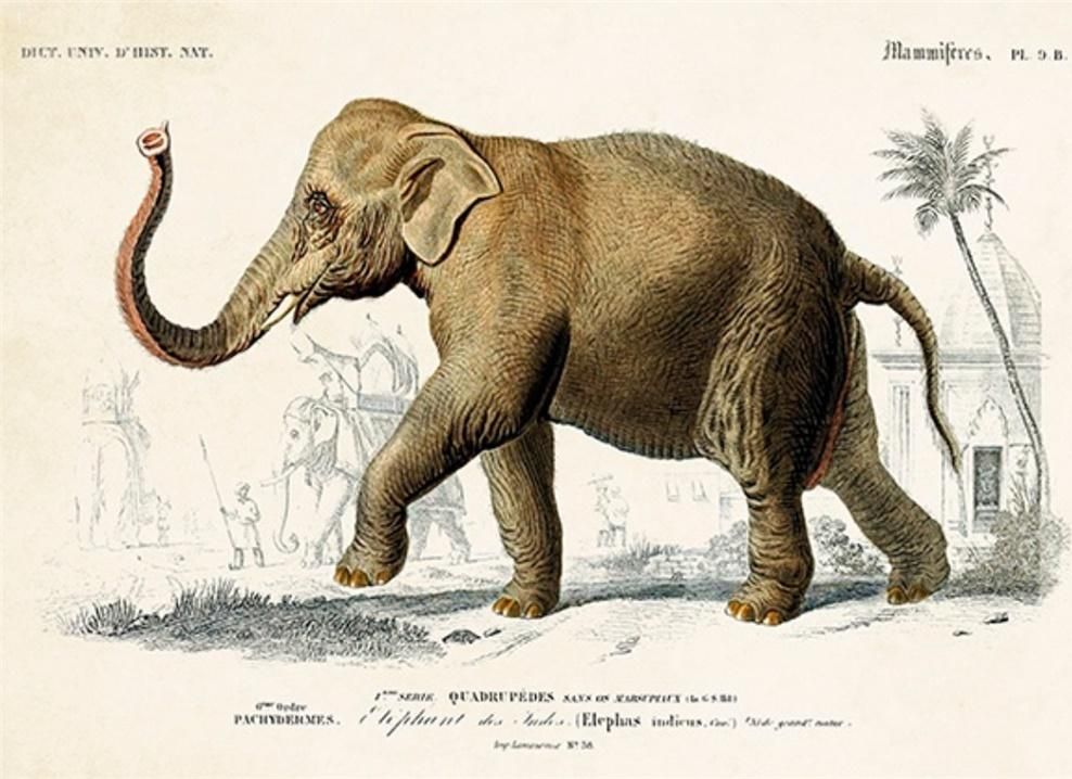 Skona Ting Karnet ST337 B6 + koperta Słoń