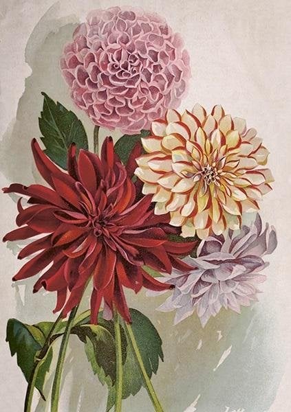 Skona Ting Karnet ST454 B6 + koperta Dalia