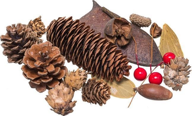 BREWIS Susz dekoracyjny 30~40g SD 5