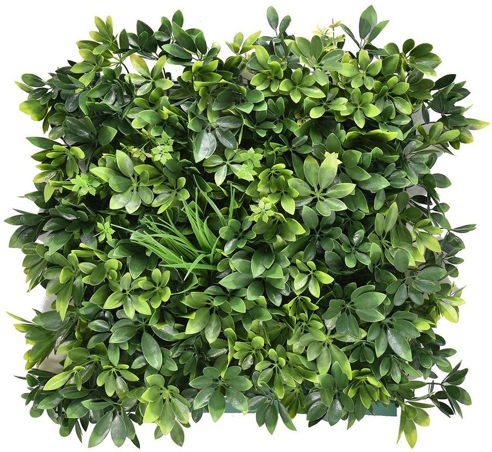 PANEL ZIELENI SZEFLERA 50X50 CM OGRÓD WERTYKALNY