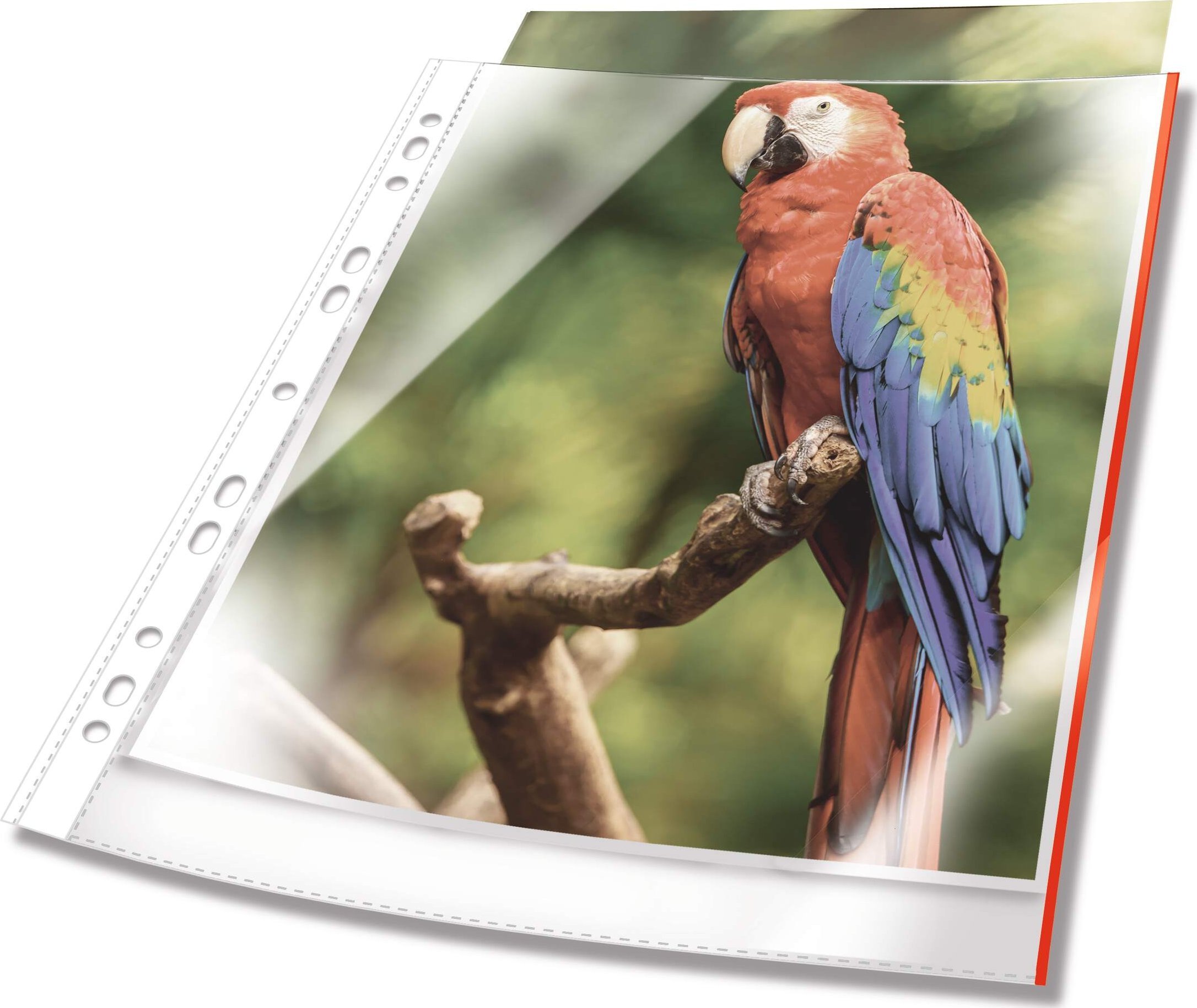 Durable DURABLE Prospekthüllen A4 oben offen 25 Stück glasklar, rot