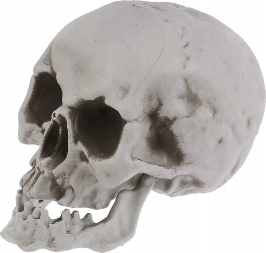 Korbi DUŻA SZTUCZNA CZASZKA CZACHA SZARA CIENIOWANA NA HALLOWEEN DEKORACJA 21CM