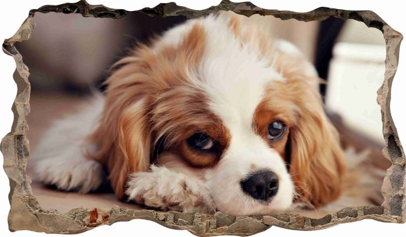 naSciane Naklejka na ścianę 3D PIES piesek KOTEK pieski