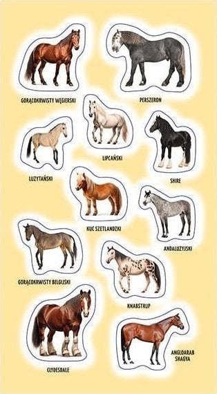 Naklejki Rasy koni