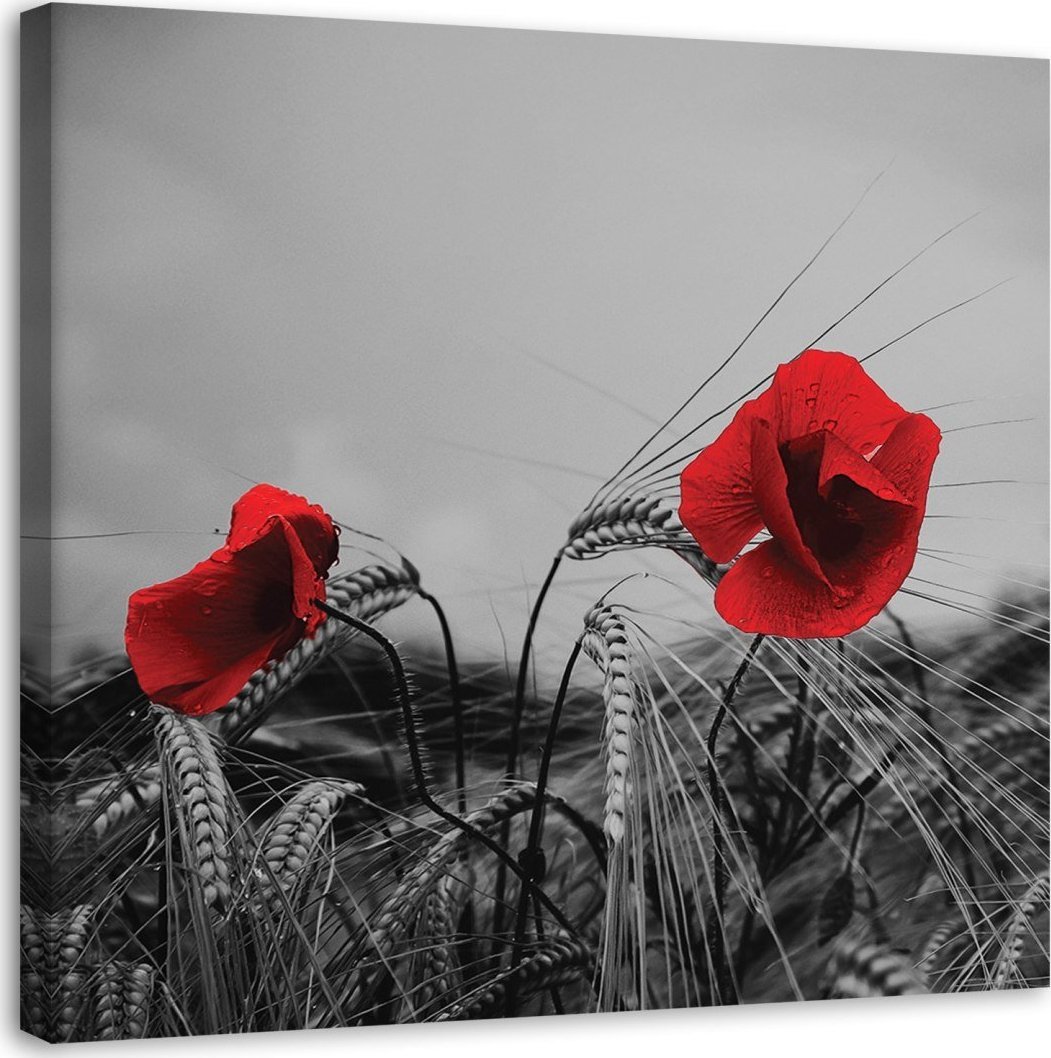 Feeby Obraz na płótnie, Czerwone maki i zboże - 50x50