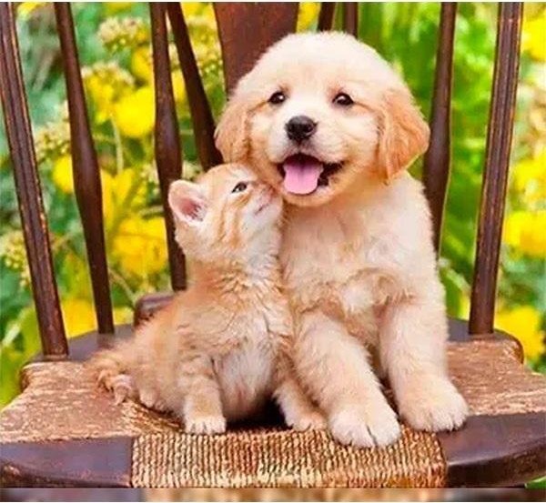 Norimpex Mozaika diamentowa 5D -Pies i kot 40x30cm