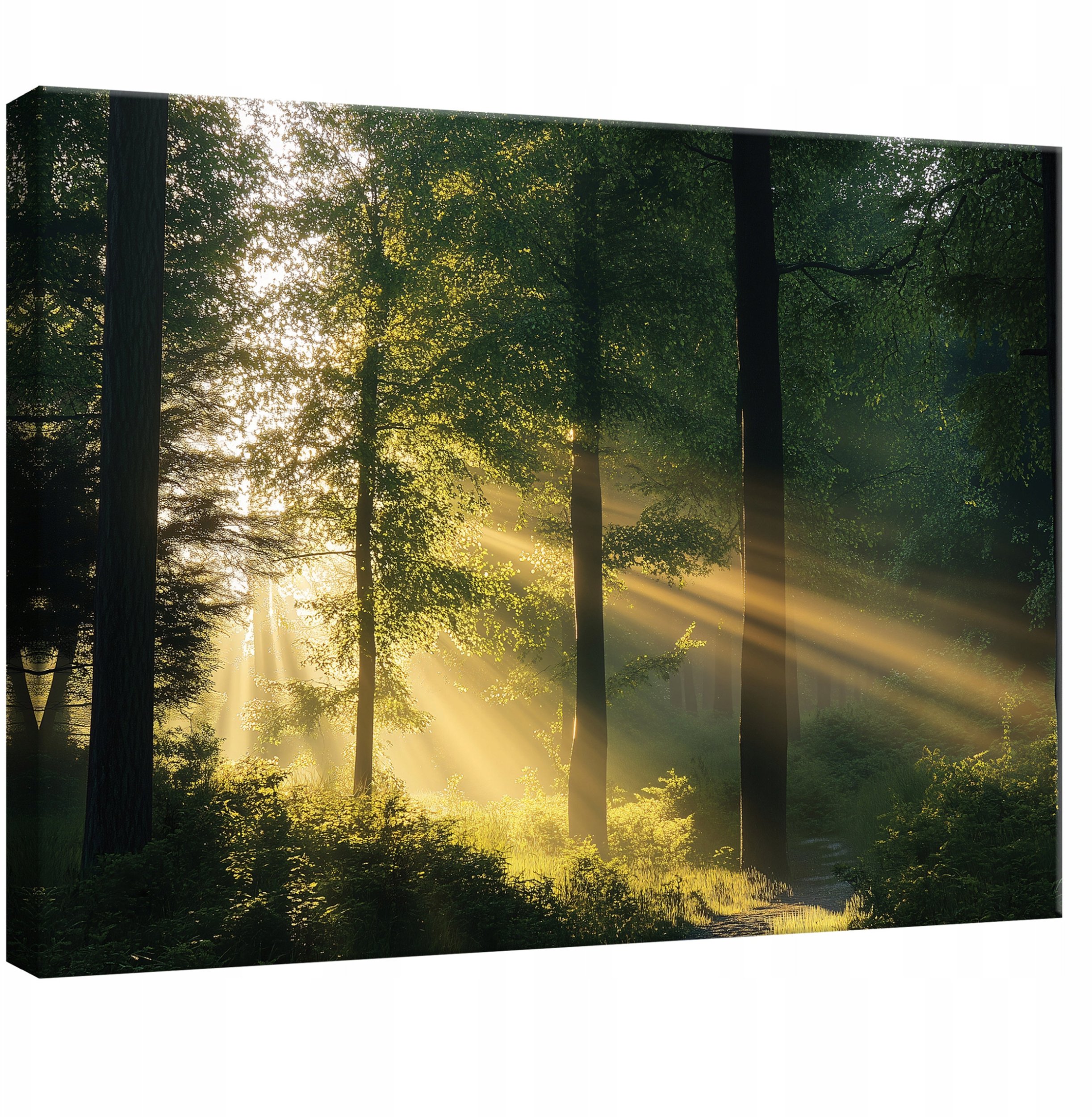 OBRAZ NA PŁÓTNIE ŚCIANĘ LAS NATURA DRZEWA DO SYPIALNI SALONU KUCHNI 60x40