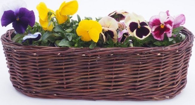 Wnuk Osłona na donicę (Owalna/50cm)