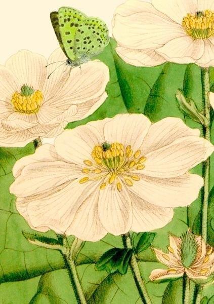 Madame Treacle Karnet B6 z kopertą Kwiaty i motyl