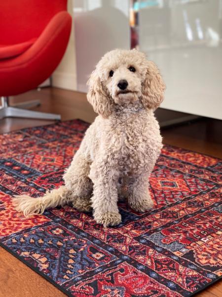 AUUU Mata dla Psa - TAKI DYWAN - narzuta ochronna - do salonu i na taras