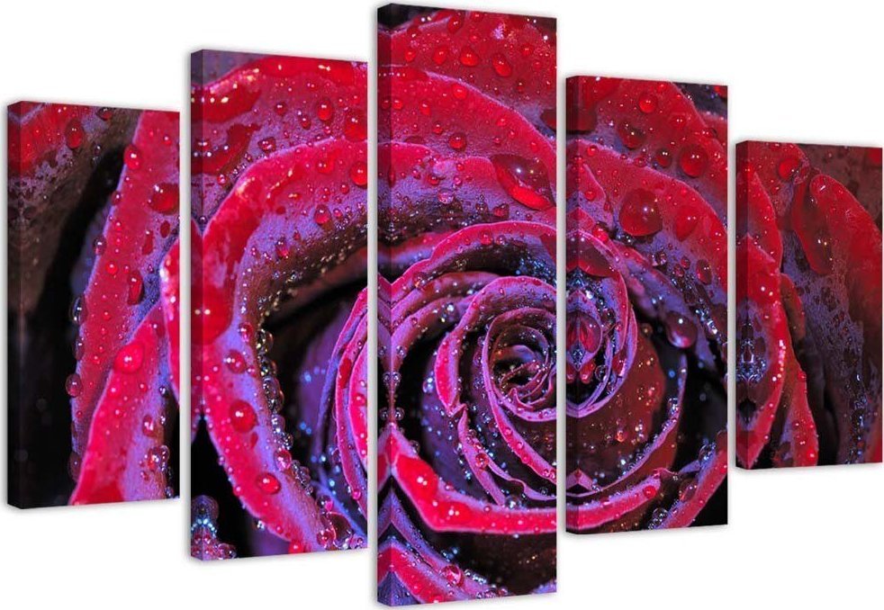 Feeby Obraz pięcioczęściowy na płótnie, Zroszona róża - 150x100