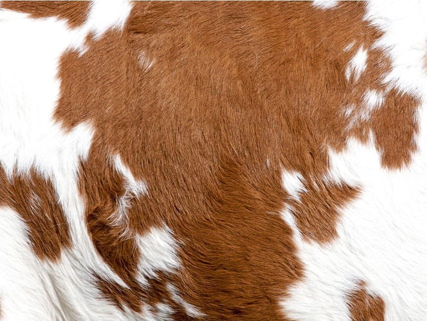 DecoNest Fototapeta - Skóra krowy - 300X231