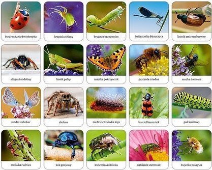 Adamigo Gra Owady i pająki Polski memory