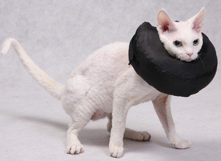 Grande Finale Kołnierz pooperacyjny rozmiar 3