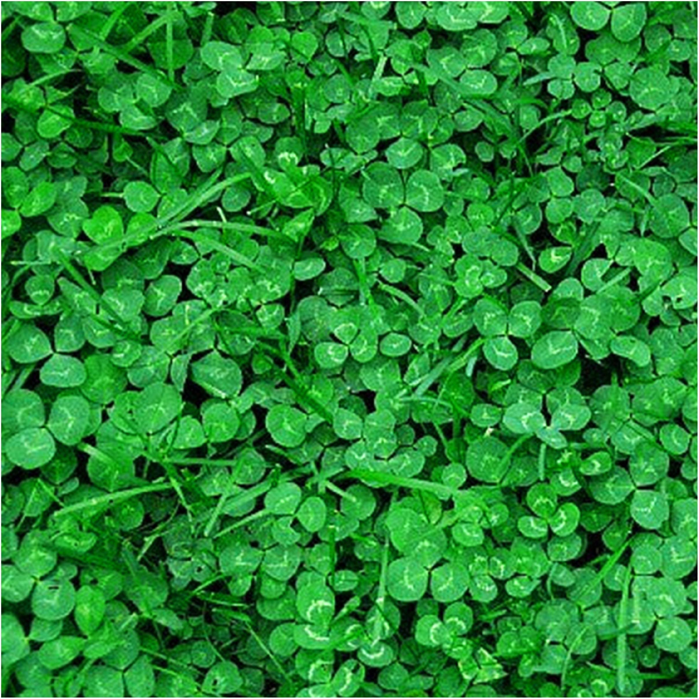 MIKROKONICZYNA KONICZYNA DROBNOLISTNA NASIONA 500G