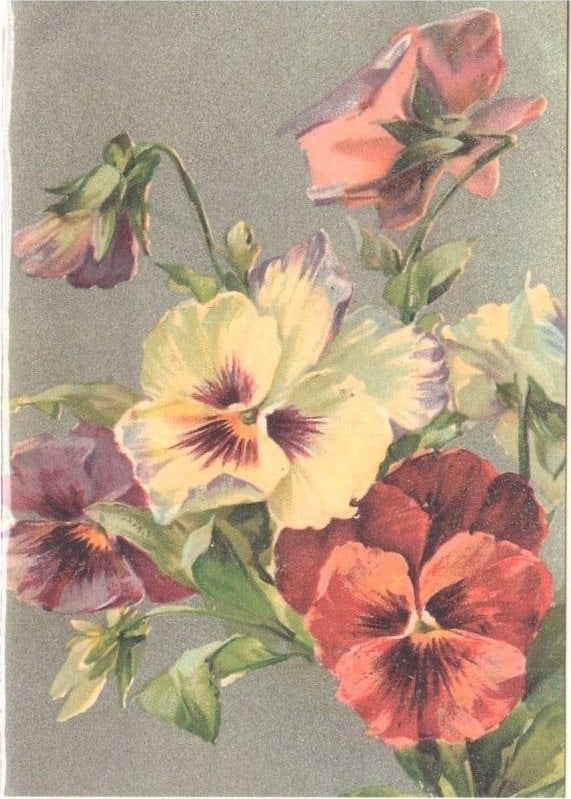 Skona Ting Karnet ST441 B6 + koperta Bratki