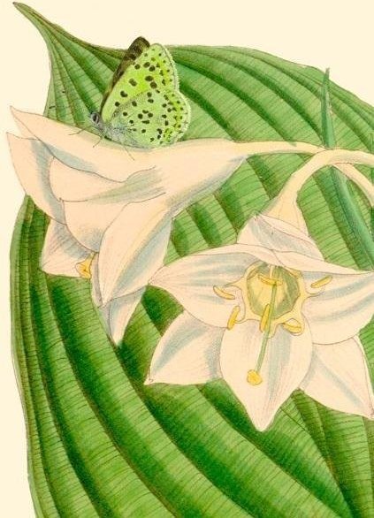 Madame Treacle Karnet B6 z kopertą Eucharis sanderi