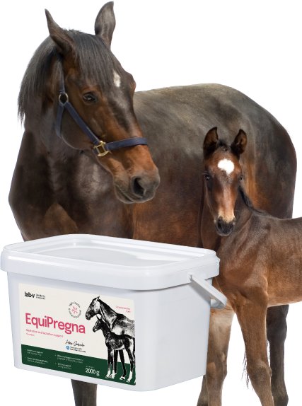 LAB V Lab-v EquiPregna Mieszanka paszowa uzupełniająca dla klaczy ciężarnych i karmiących 2000g