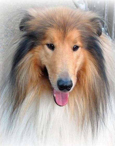 Norimpex Mozaika diamentowa 5D - Lassie 40x30cm