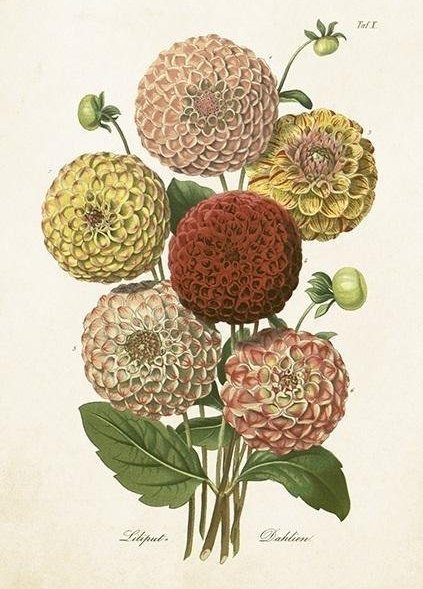 Skona Ting Karnet ST418 B6 + koperta Dalia