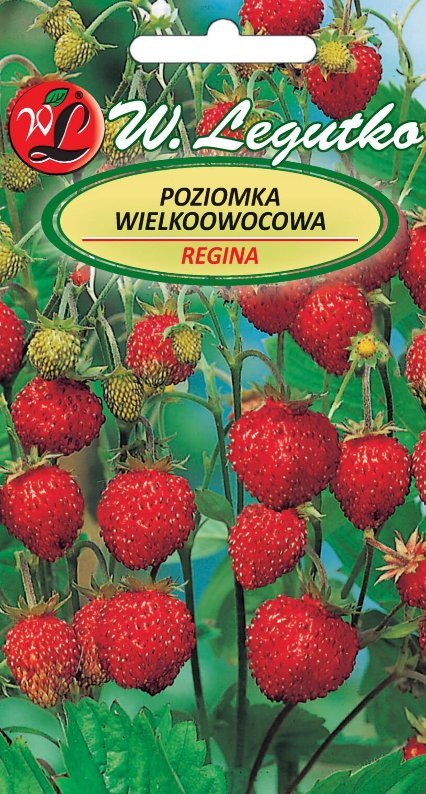 Legutko Nasiona Poziomka Regina, owoce czerwone, duże 0,1g