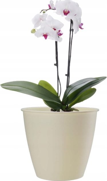 Galicja Osłonka plastikowa kremowa okrągła na kwiaty Azalia 19x17,6 cm