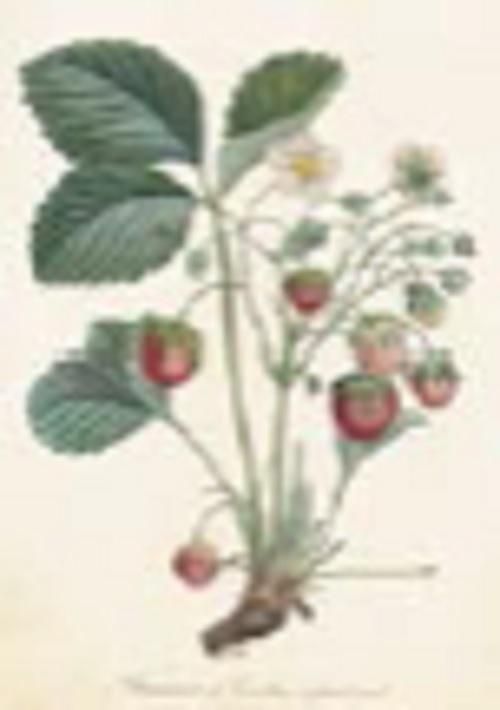 Skona Ting Karnet ST238 B6 + koperta Roślina truskawki