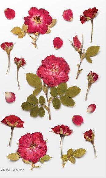 Appree Naklejki ozdobne kwiaty Róże