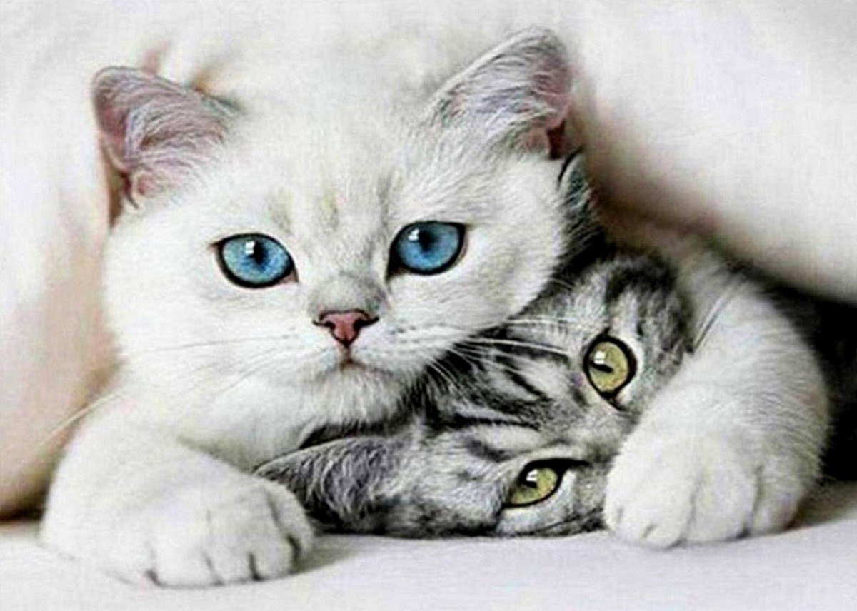 Norimpex Diamentowa mozaika - Koty