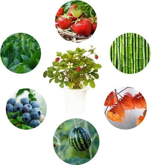 Click And Grow Click&Grow Kapsułki z nasionami Smart Soil Eksperymentalny 3pak