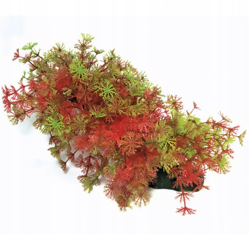 Aqua Natura, ro�lina, do dekoracji akwarium, zielono-czerwona, plastikowa, 23 cm , bardzo g�sta w drobne li�cie