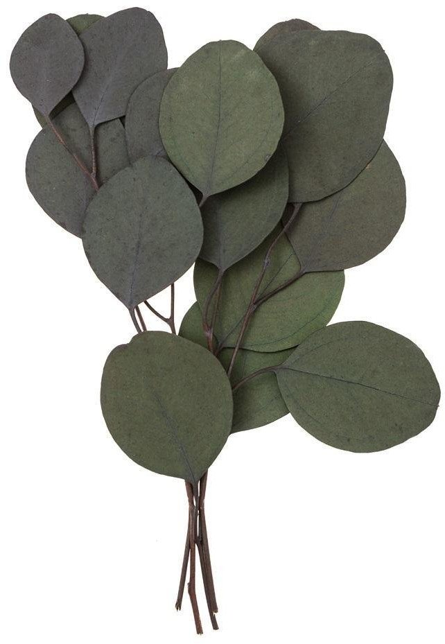 Eukaliptus populus 4 gałązki ok. 20cm zielony