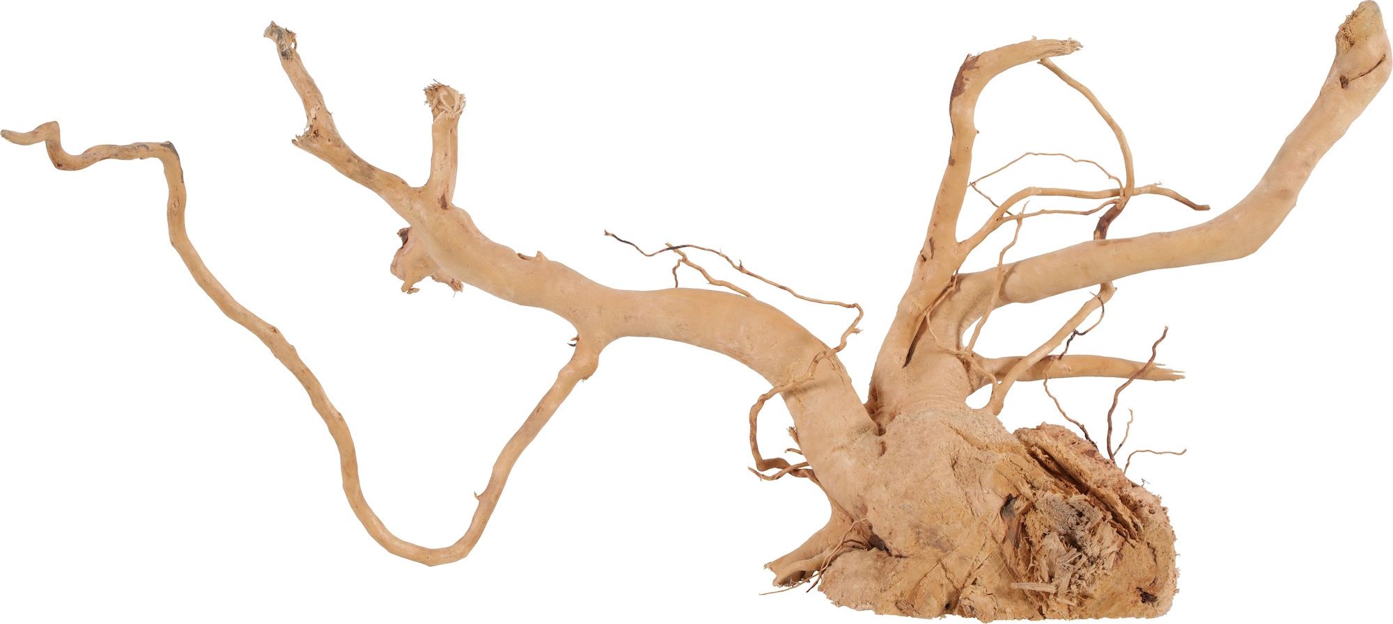 Zolux Korzeń japoński Spider Wood 50-60 cm