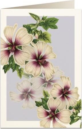 Tassotti Karnet B6 + koperta 5968 Śluzówka krzewiasta