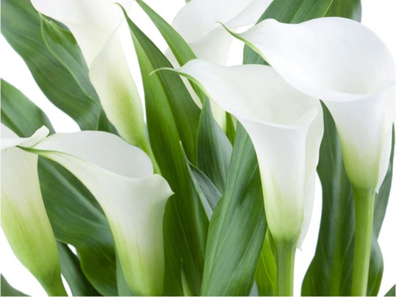 DecoNest Fototapeta - bukiet - kalie - 400X309