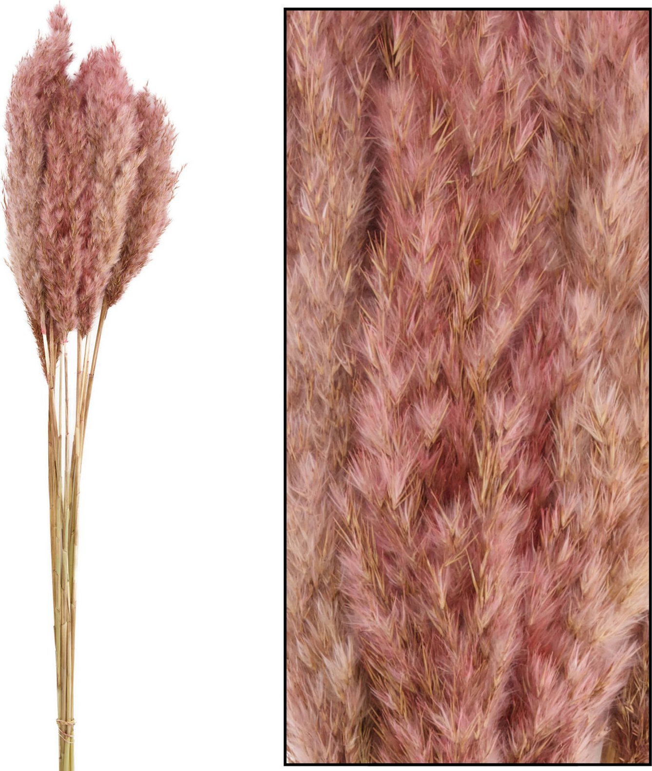 Tajemniczy ogród Trawa Plume 80-90cm 12-14szt różowa