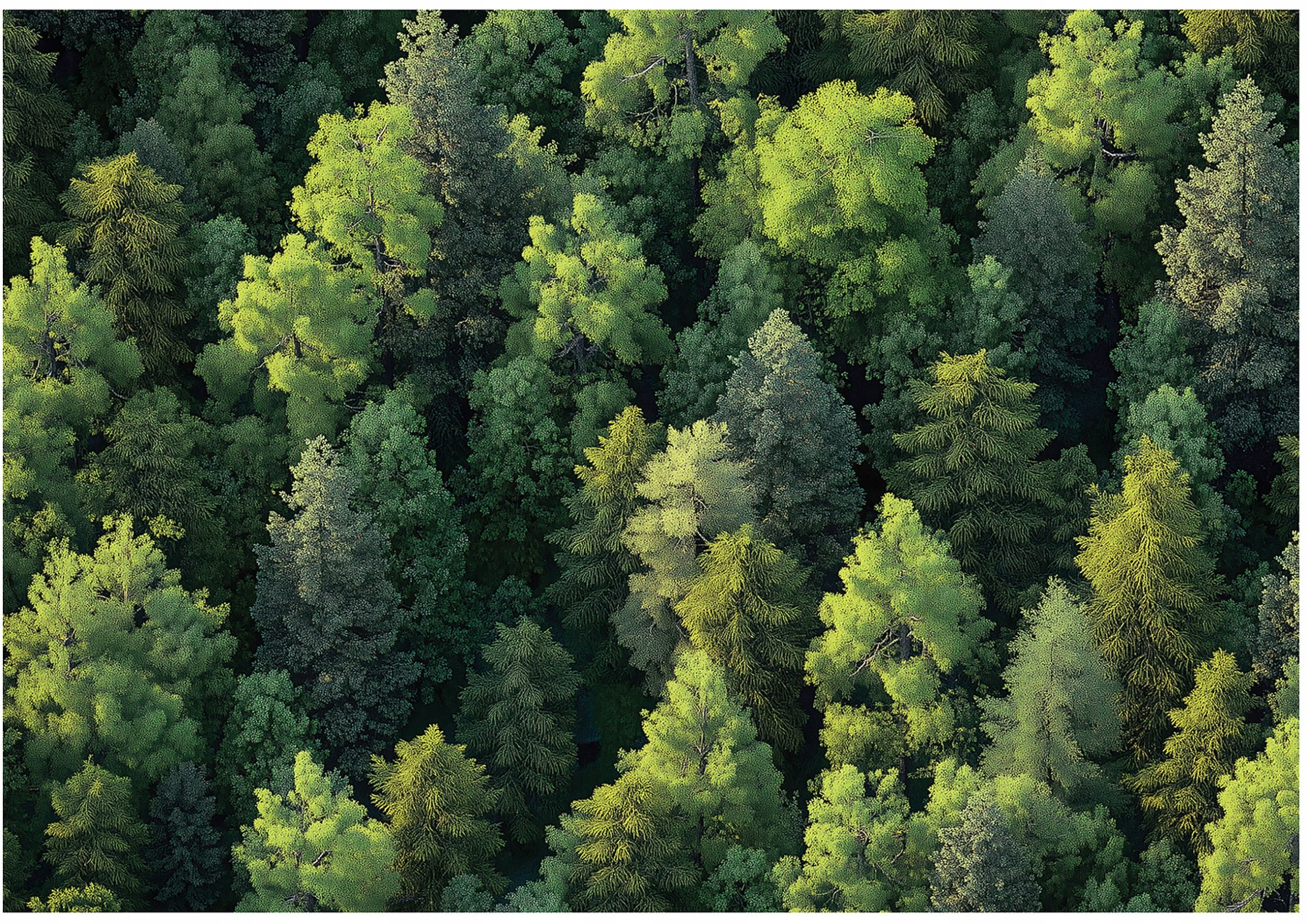 Fototapeta Las Drzewa Natura Sypialnia Salon Tapeta Flizelina 400X280