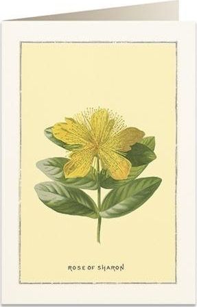 Tassotti Karnet B6 + koperta 6018 Róża Sharon