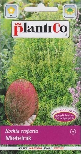 Plantico Mietelnik Kochia 2g