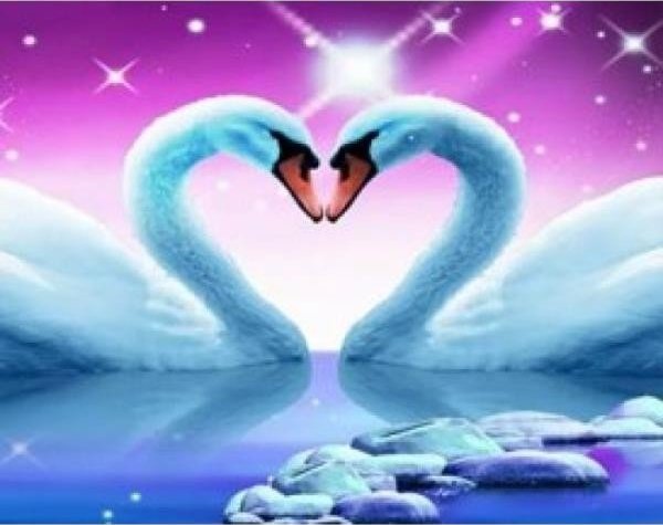 Malowanie po numerach Łabędzie serce 40 x 50cm 5536