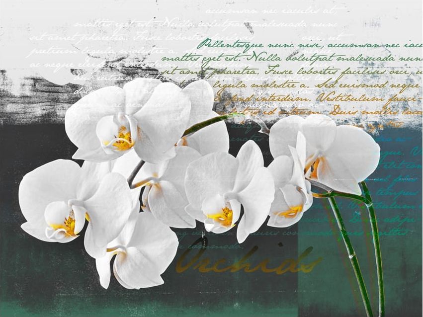 DecoNest Fototapeta - Orchidea - inspiracja poety - 400X309