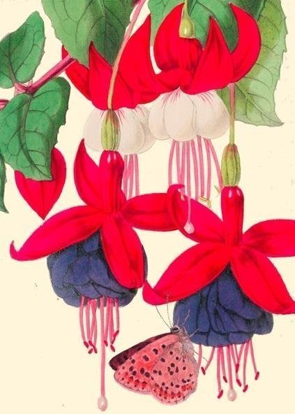 Madame Treacle Karnet B6 z kopertą Fuksja