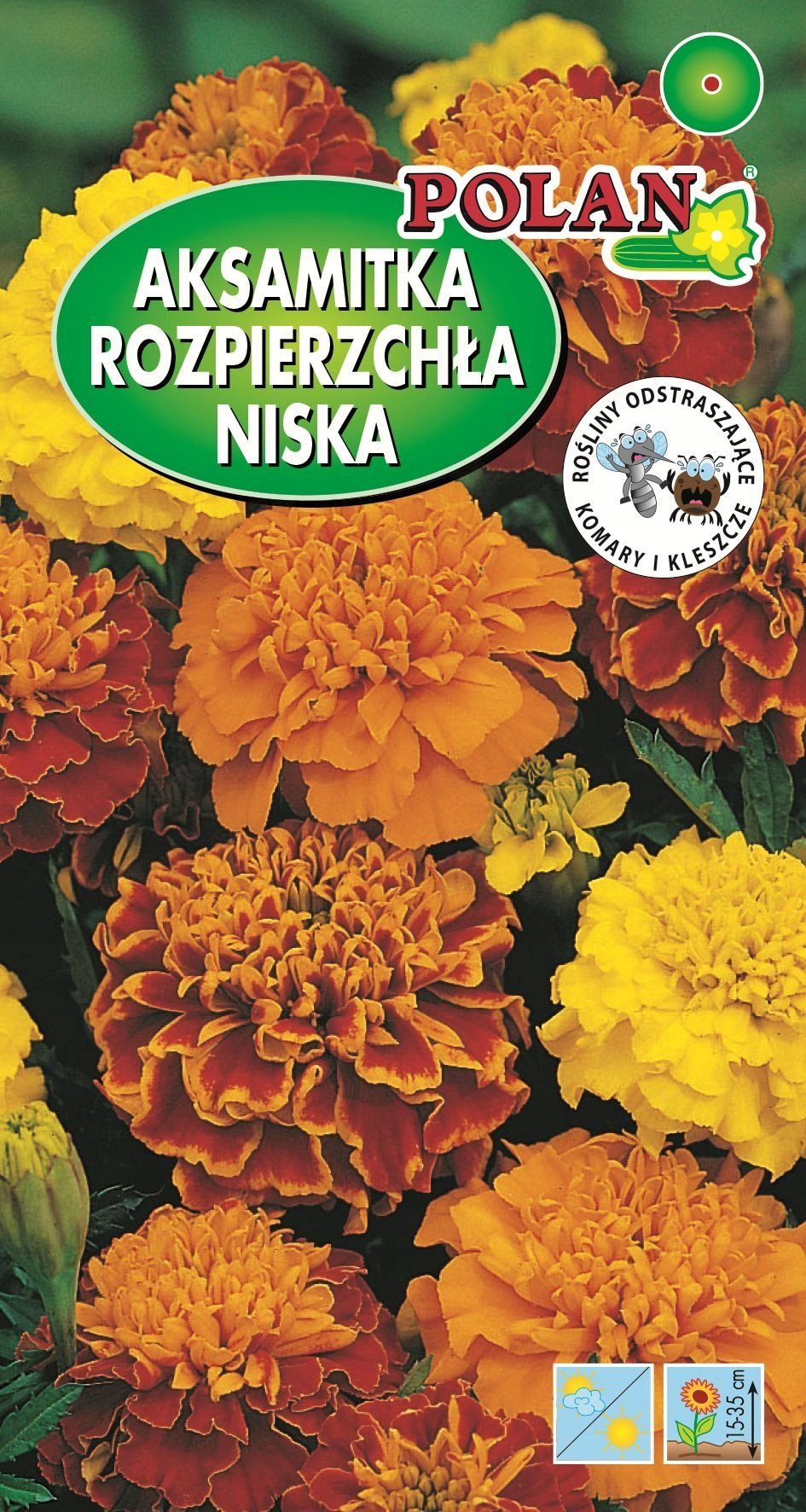 PLATINET NASIONA AKSAMITKA ROZPIERZCHŁA MERIGOLD SEEDS 1 G