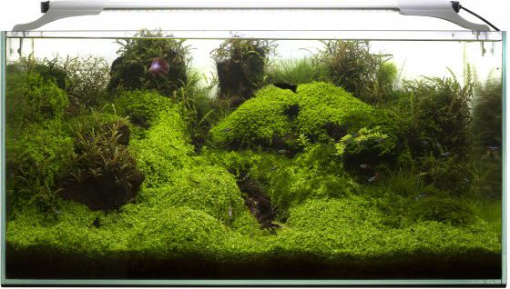 Aquael BELKA LEDDY SLIM 36W SUNNY 100-120CM