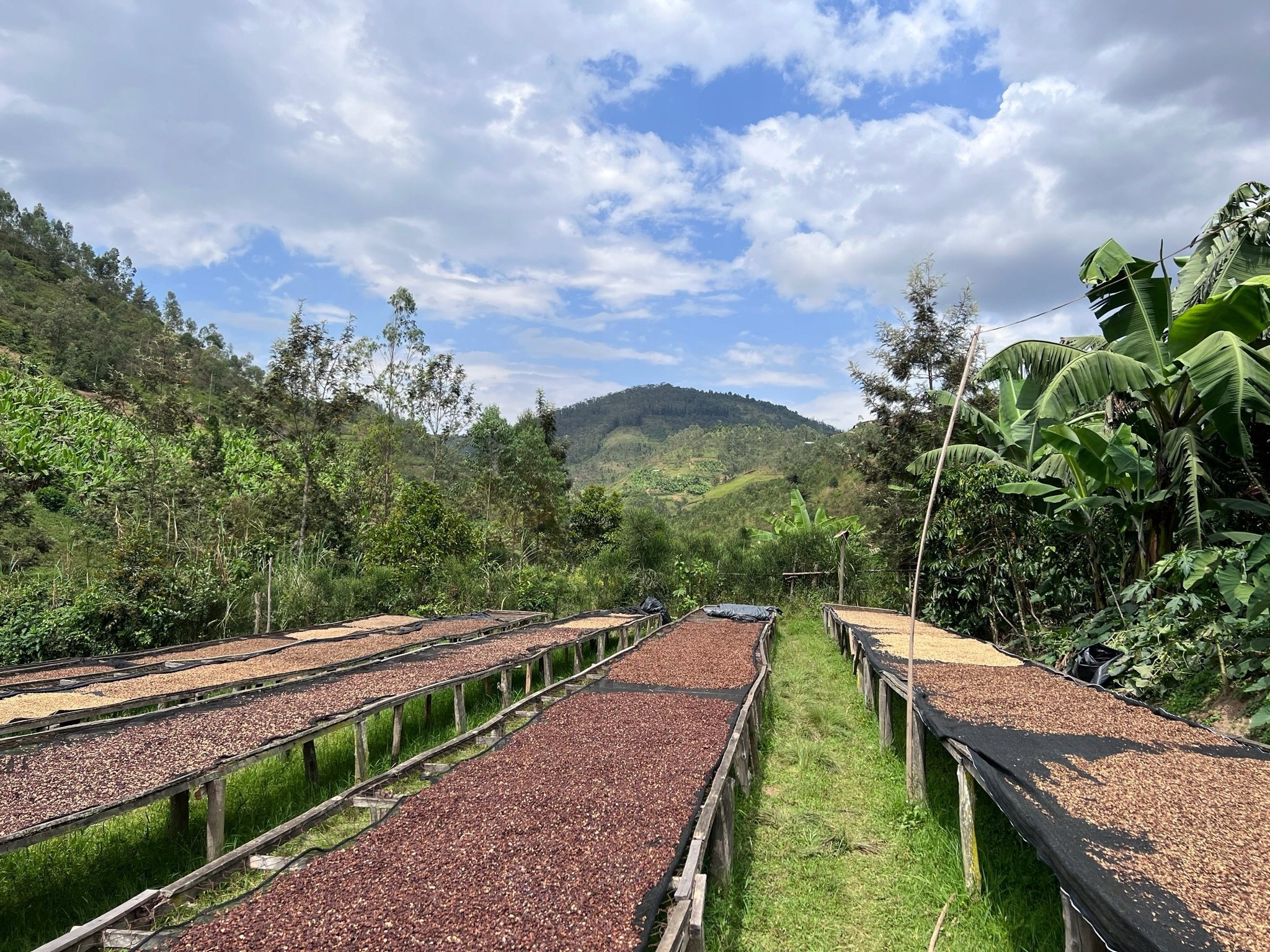 Kawa ziarnista RWANDA MUHABURA ROYAL ROBUSTA OMNIROAST 1kg