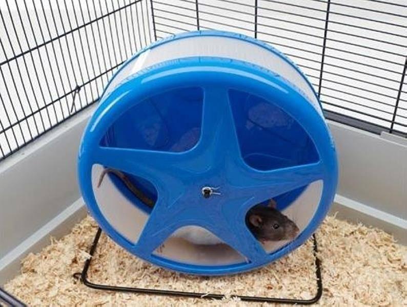 Savic SAVIC-KOŁOWROTEK ORBITAL LARGE 28cm - 010413