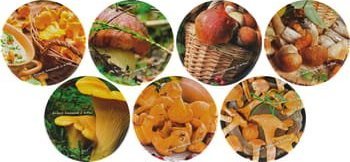 Browin Zakrętka do słoików fi66 wzór grzyby 10 szt